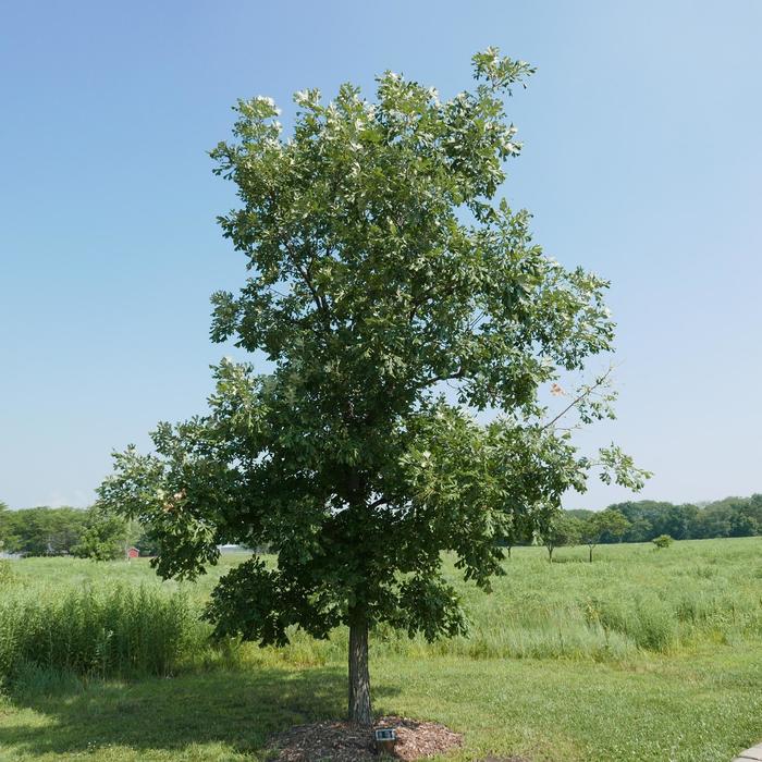 Bur Oak - Quercus macrocarpa from 93 Nursery