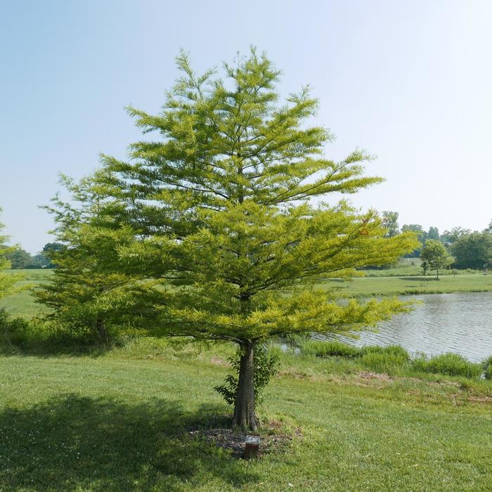 Bald Cypress - Taxodium distichum from 93 Nursery