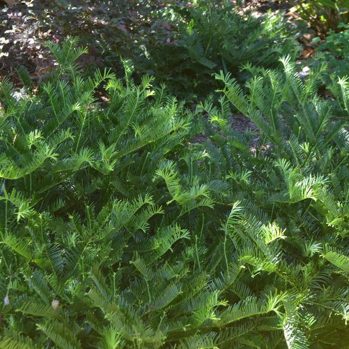 Spreading Japanese Plum Yew - Cephalotaxus harringtonia from 93 Nursery