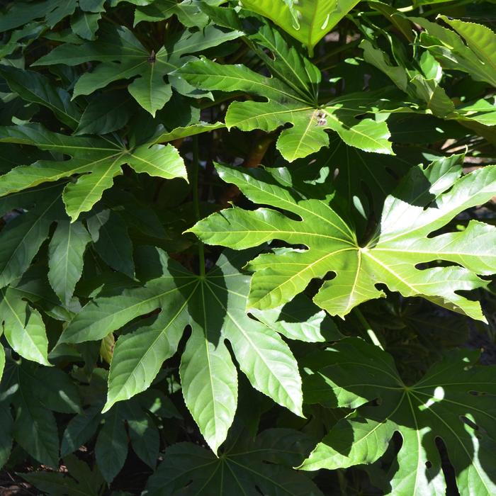 Japanese Aralia - Fatsia japonica from 93 Nursery