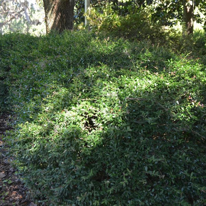 Dwarf Yaupon Holly - Ilex vomitoria from 93 Nursery