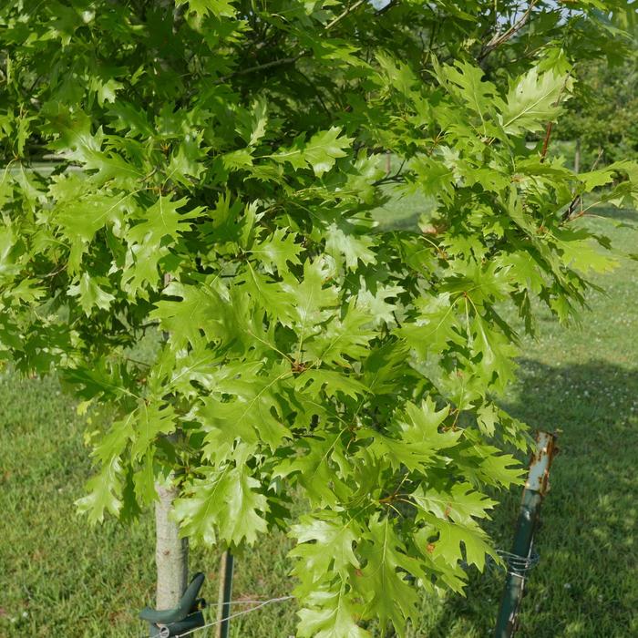 Shumard Red Oak - Quercus shumardii from 93 Nursery