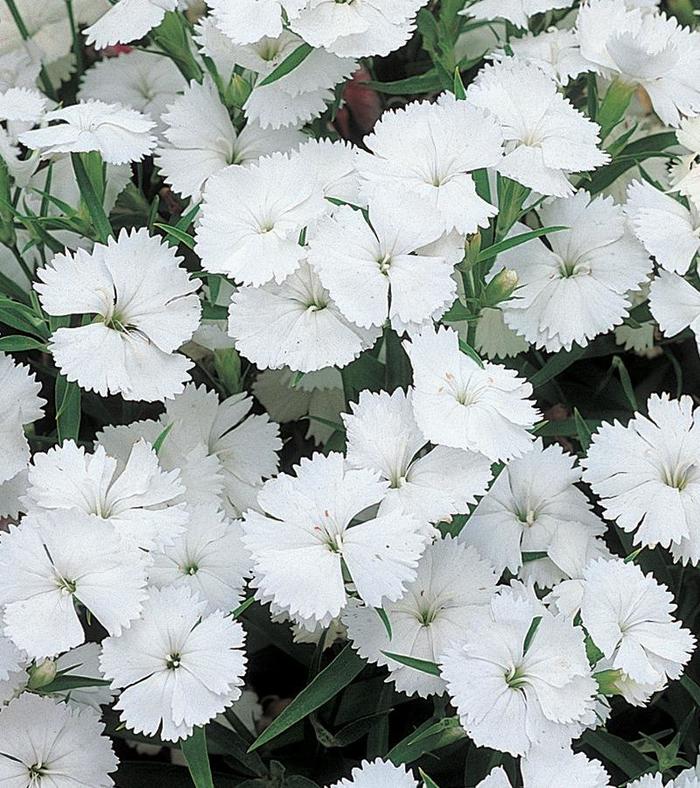Telstar™ White - Dianthus chinensis x barbatus (Pinks) from 93 Nursery