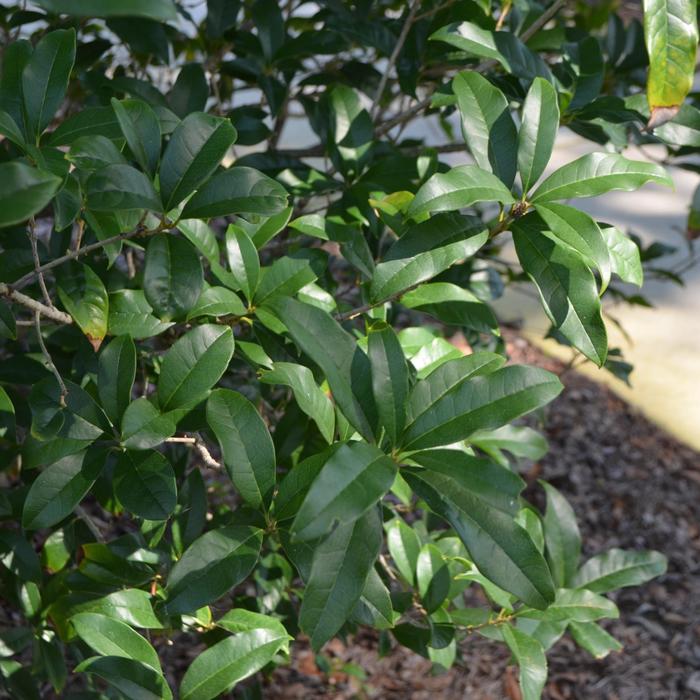 Sweet Olive - Osmanthus fragrans from 93 Nursery