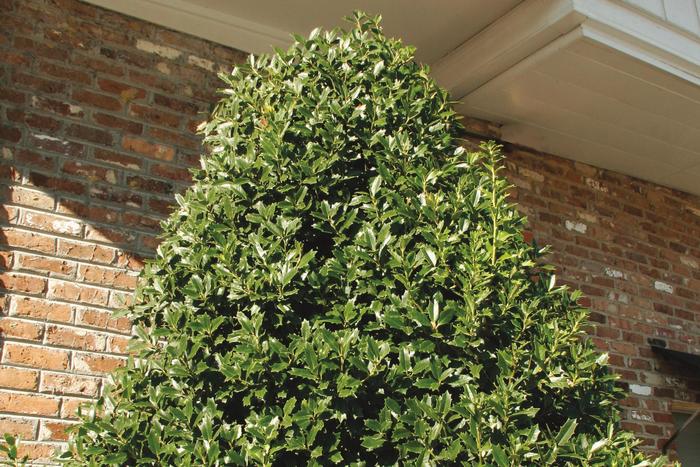 'Oakland™' Holly - Ilex from 93 Nursery