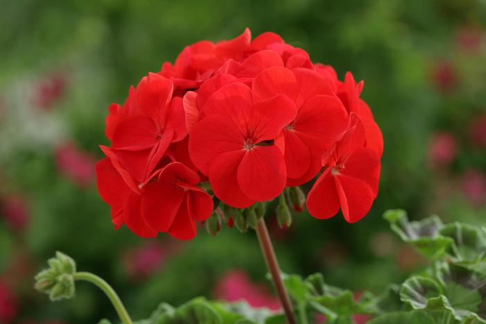 Red Geranium - Pelargonium from 93 Nursery