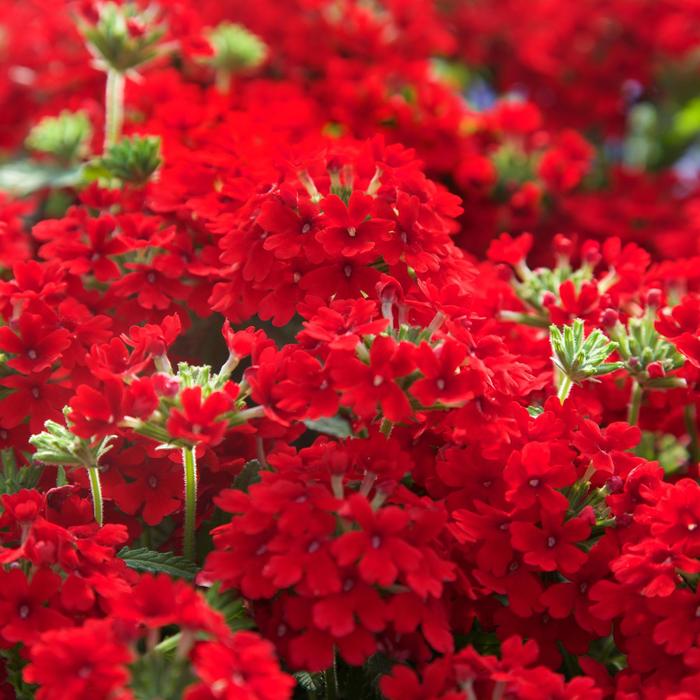 EnduraScape™ Red - Verbena peruviana from 93 Nursery