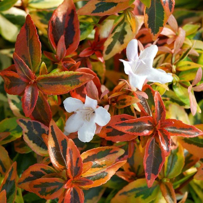 'Kaleidoscope' Glossy Abelia - Abelia x grandiflora from 93 Nursery