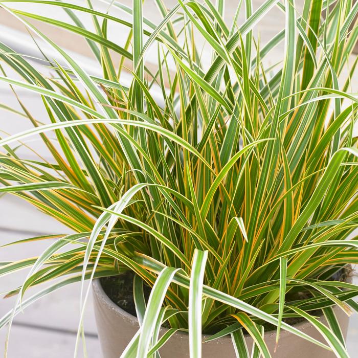 EverColor® 'Everglow' - Carex oshimensis (Sedge) from 93 Nursery