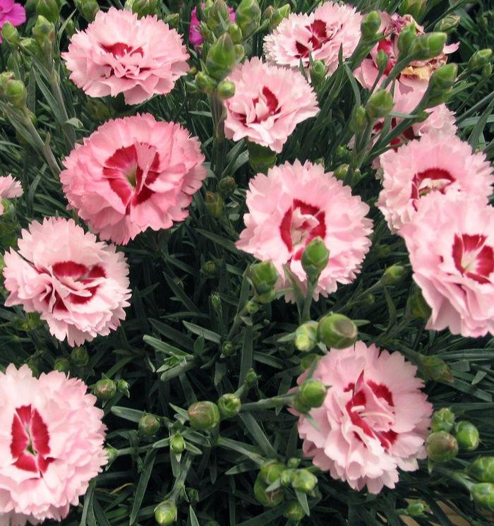Scent First® 'Raspberry Surprise' - Dianthus (Pinks) from 93 Nursery