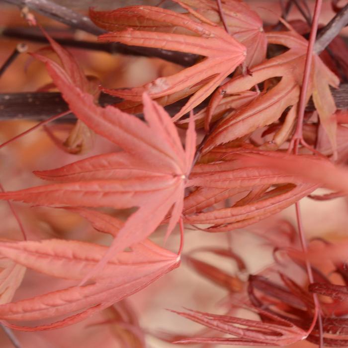 Japanese Maple 'Emperor' - Acer palmatum from 93 Nursery