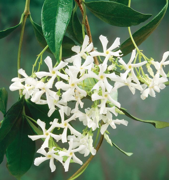 Asian Jasmine - Trachelospermum asiatcium from 93 Nursery