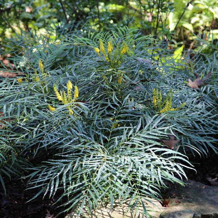 'Soft Caress' Mahonia - Mahonia eurybracteata from 93 Nursery