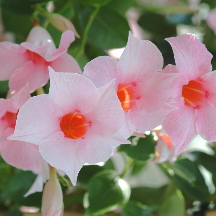 Sun Parasol® Original Cream Pink - Mandevilla from 93 Nursery