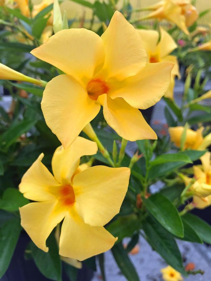 Sun Parasol® 'Sunbeam' - Mandevilla from 93 Nursery