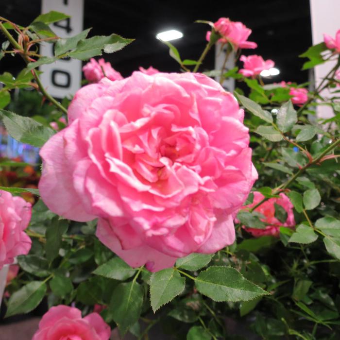 Sunrosa® 'Fragrant Pink' - Rosa (Shrub Rose) from 93 Nursery