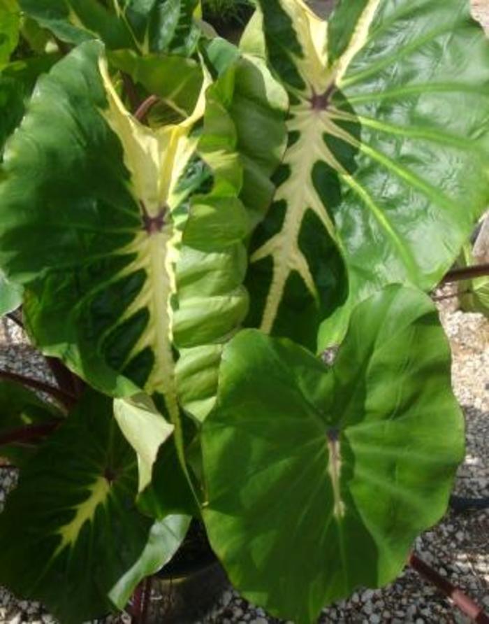 Royal Hawaiian® 'White Lava' - Colocasia esculenta (Taro) from 93 Nursery