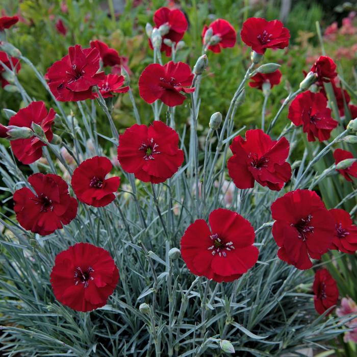 American Pie® 'Cherry Pie' - Dianthus allwoodii from 93 Nursery