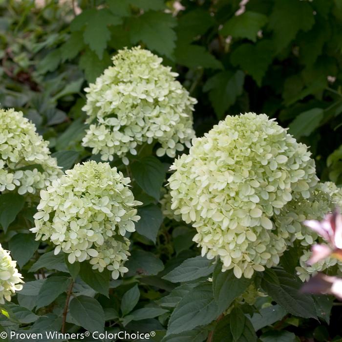 'Little Lime®' Panicle Hydrangea - Hydrangea paniculata from 93 Nursery
