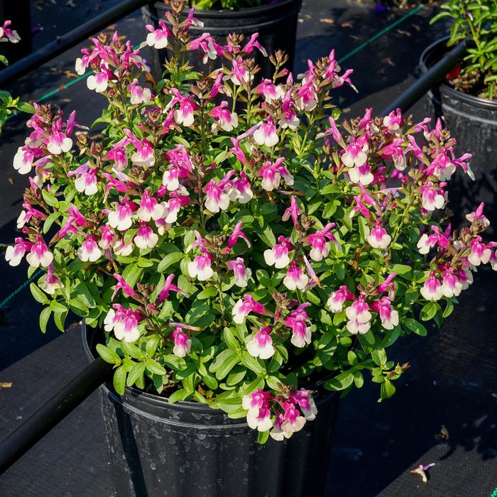 Mirage™ 'Rose Bicolor' - Salvia greggii (Sage) from 93 Nursery