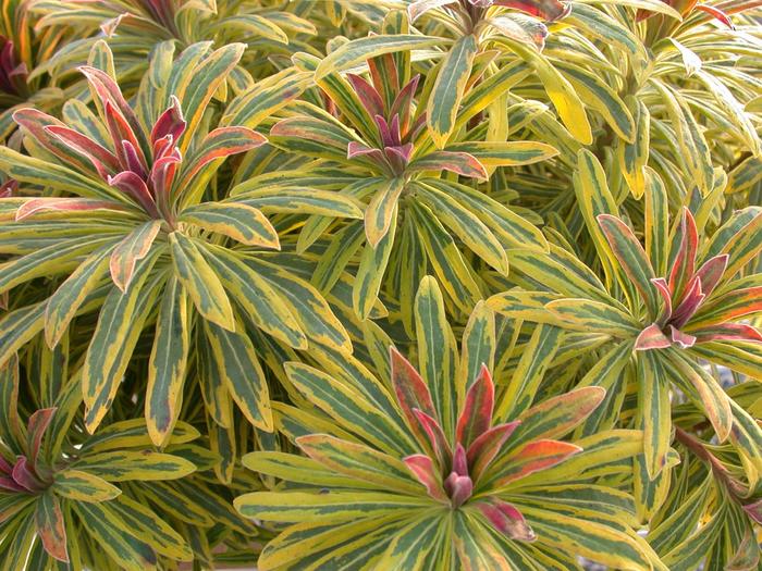 Sahara™ 'Ascot Rainbow' - Euphorbia x martinii (Spurge) from 93 Nursery
