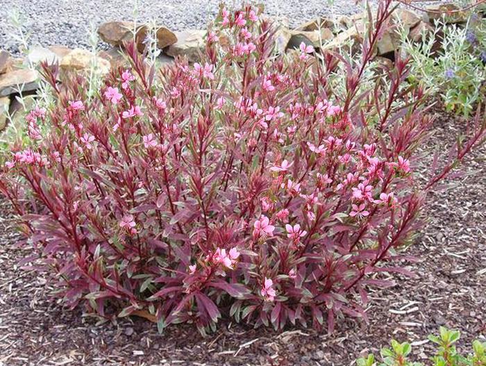 'Passionate Rainbow™' Wand Flower - Gaura lindheimeri from 93 Nursery