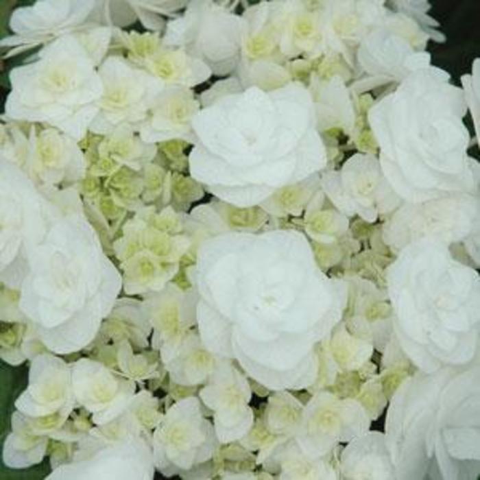 'Wedding Gown' Hydrangea - Hydrangea macrophylla from 93 Nursery