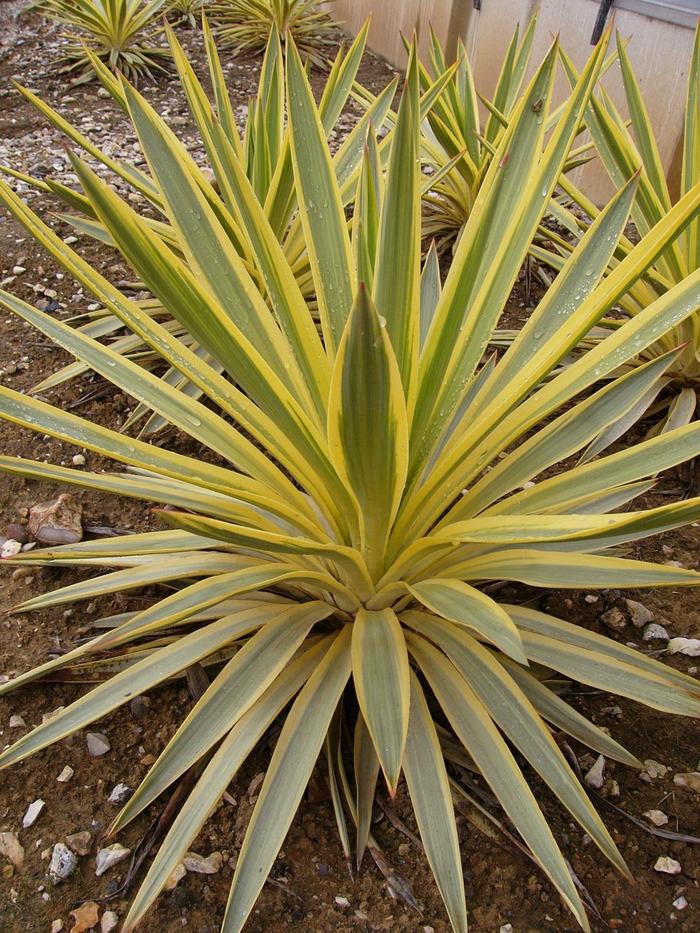 Variegated Spanish Dagger - Yucca gloriosa from 93 Nursery