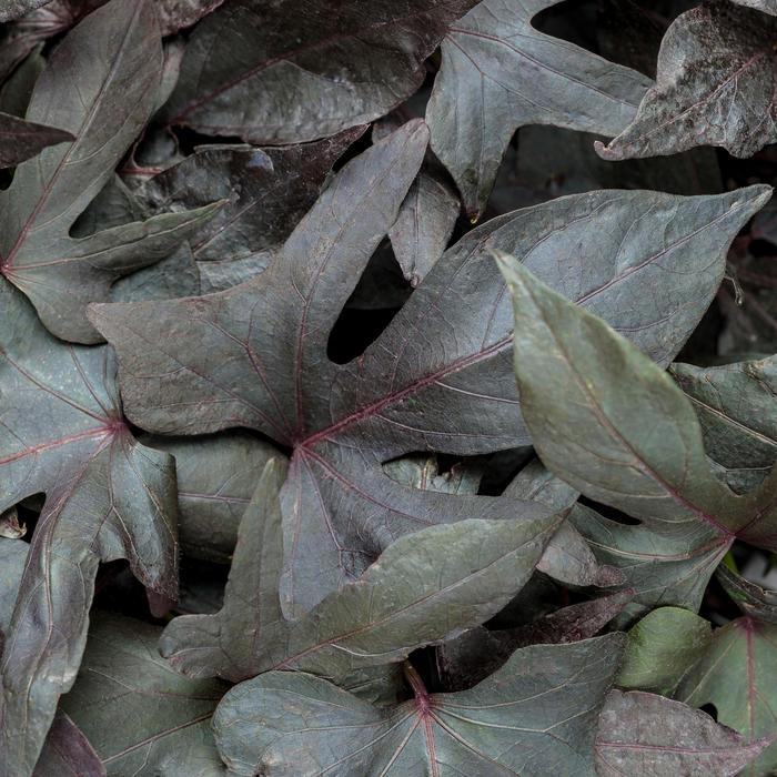 'Blackie' Sweet Potato Vine - Ipomoea batatas from 93 Nursery