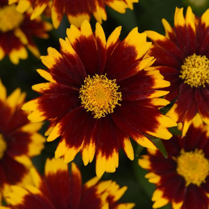 UpTick™ Red - Coreopsis (Tickseed) from 93 Nursery