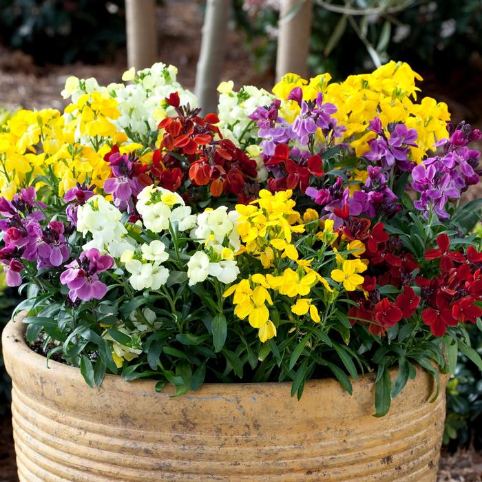 Sugar Rush™ Mix - Erysimum cheiri (Wallflower) from 93 Nursery