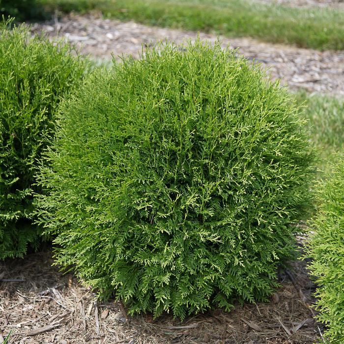 'Planet Earth™' Arborvitae - Thuja occidentalis from 93 Nursery