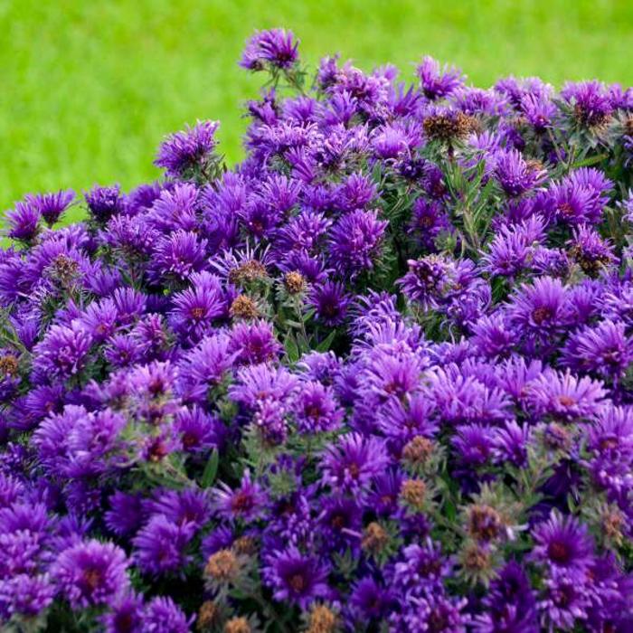 'Grape Crush' New England Aster - Aster novae-angliae from 93 Nursery