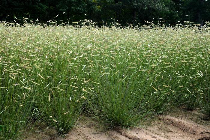 'Blonde Ambition' Blue Grama Grass - Bouteloua gracilis from 93 Nursery