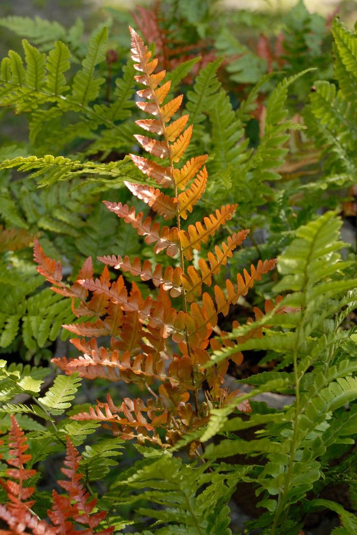 'Brilliance' Autumn Fern - Dryopteris erythrosora from 93 Nursery