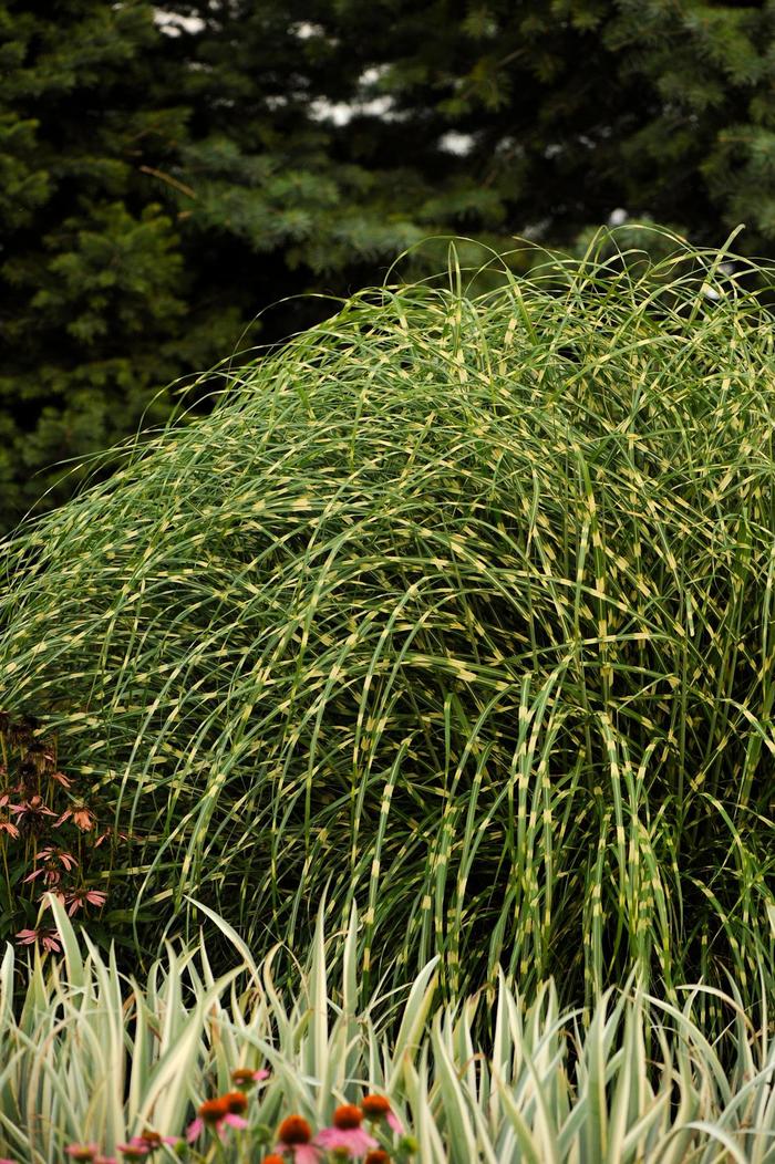 'Little Zebra' Maiden Grass - Miscanthus sinensis from 93 Nursery