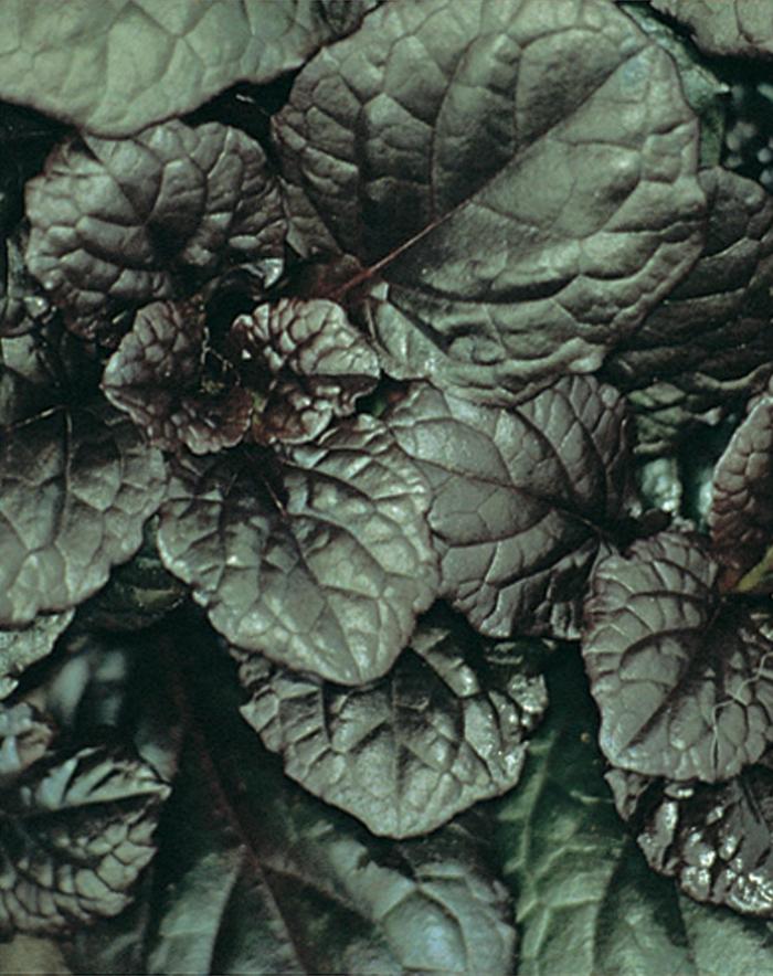 'Catlin's Giant' Bugleweed - Ajuga reptans from 93 Nursery