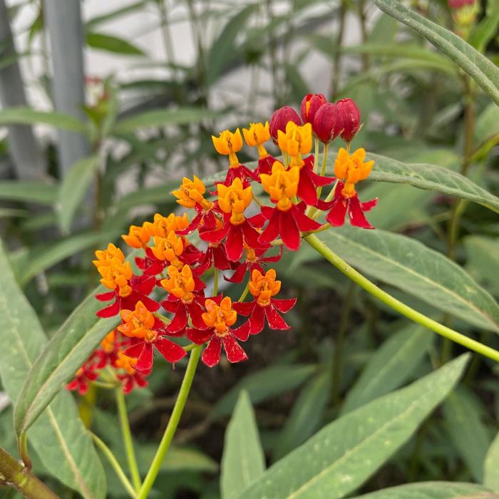 'Red' Butterfly Weed - Asclepias curassavica from 93 Nursery