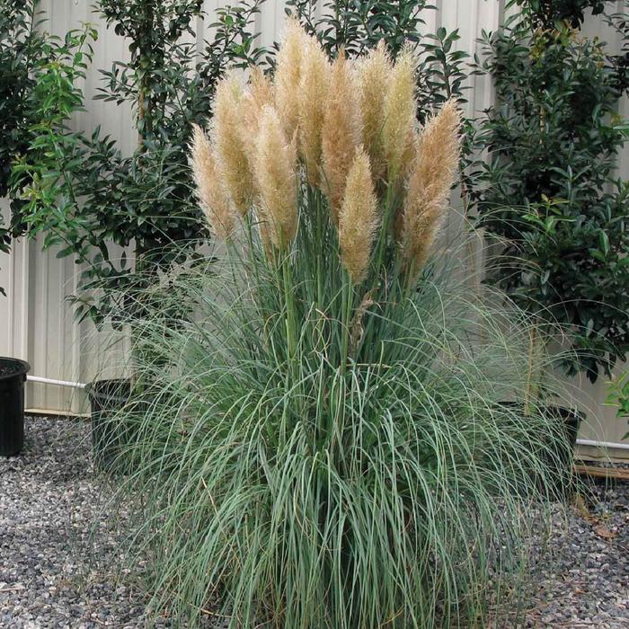 'Blue Bayou' Pampas Grass - Cortaderia selloana from 93 Nursery