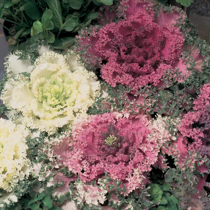 Ornamental Cabbage 'Glamor Red' - Brassica oleracea var. acephala from 93 Nursery