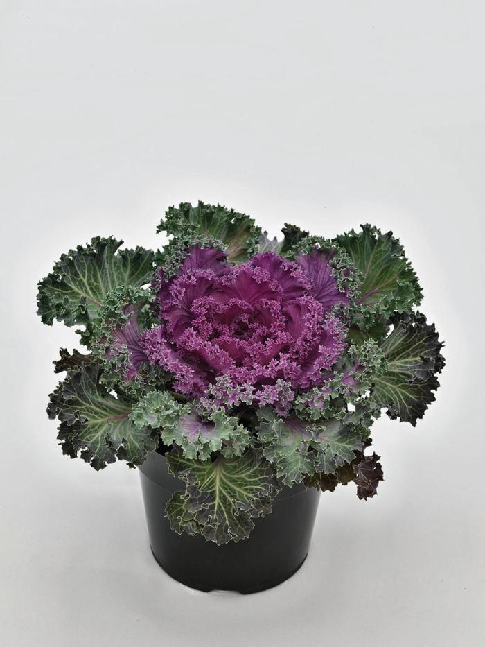 'Nagoya Red' Kale - Brassica oleracea from 93 Nursery