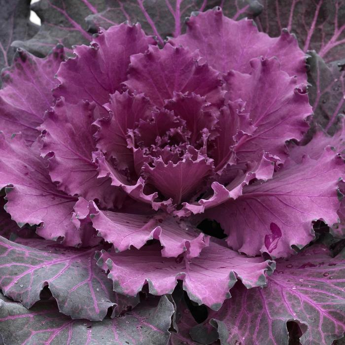 'Osaka Red' Flowering Cabbage - Brassica oleracea from 93 Nursery