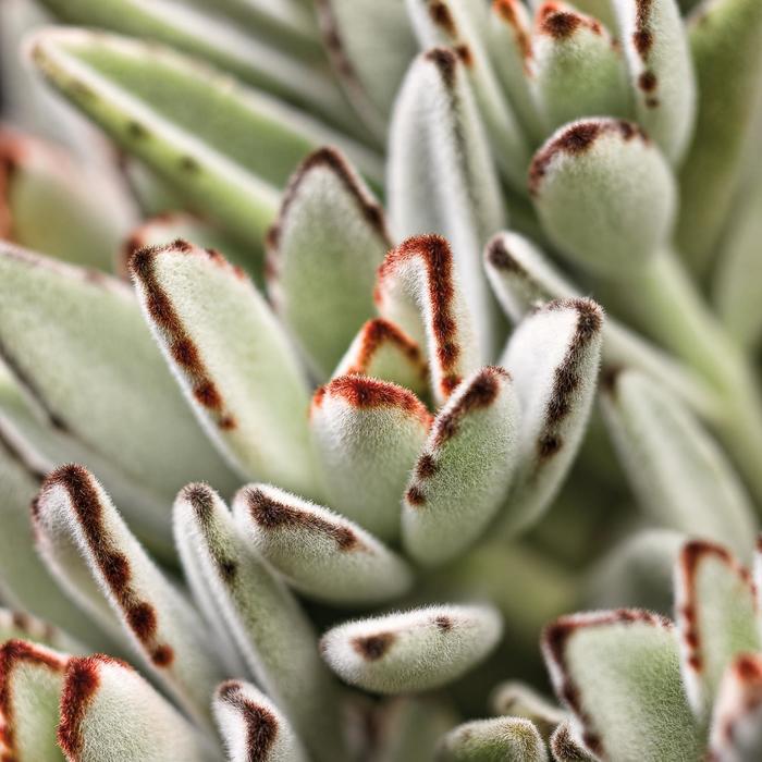 Panda Plant - Kalanchoe tomentosa from 93 Nursery