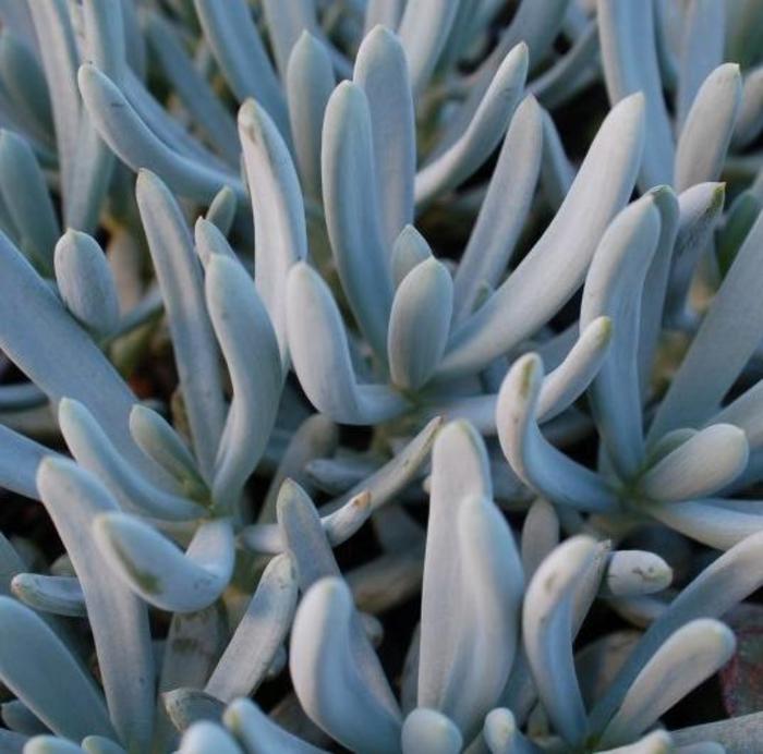 Blue Chalksticks - Senecio serpens from 93 Nursery