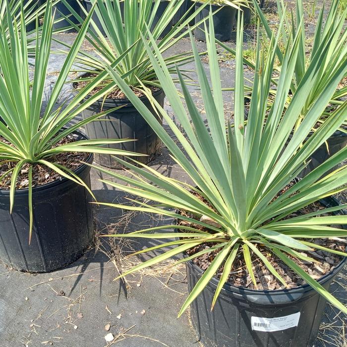 'Blue Sentry' - Yucca flaccida from 93 Nursery