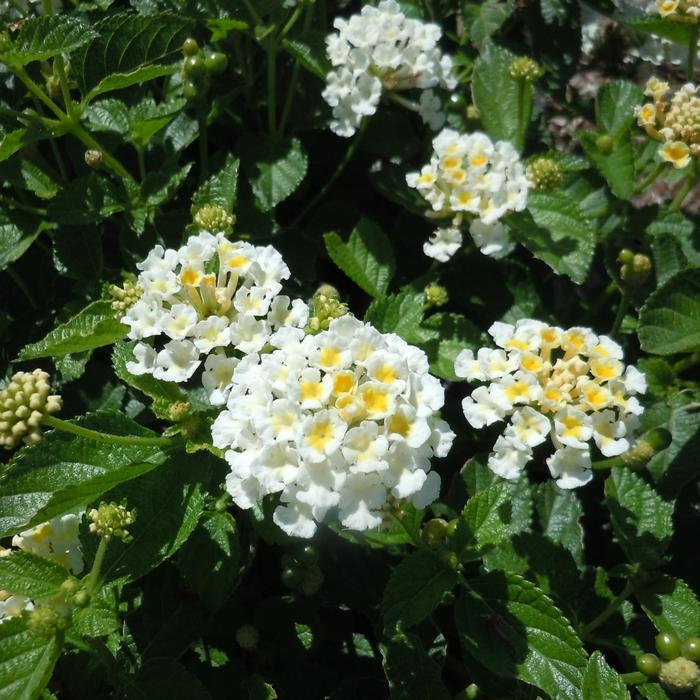 White Lantana - Lantana from 93 Nursery