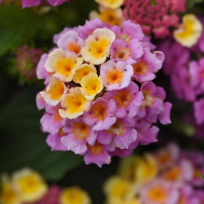 Lucky™ 'Pink' - Lantana camara from 93 Nursery