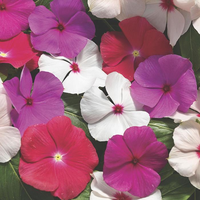 Cora® 'Cascade Mix' - Catharanthus roseus (Vinca) from 93 Nursery