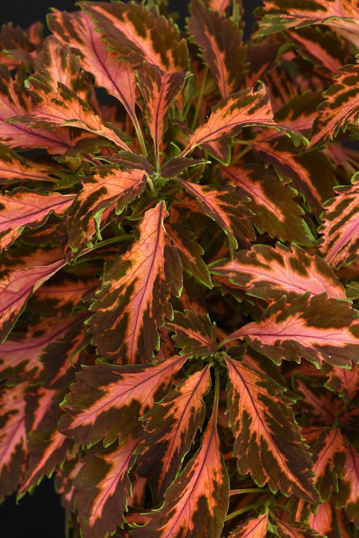 'Coral Candy' Sun Coleus - Coleus scutellarioides from 93 Nursery