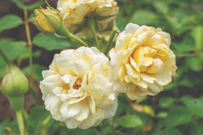 'Buttercream Drift®' Rose - Rosa from 93 Nursery